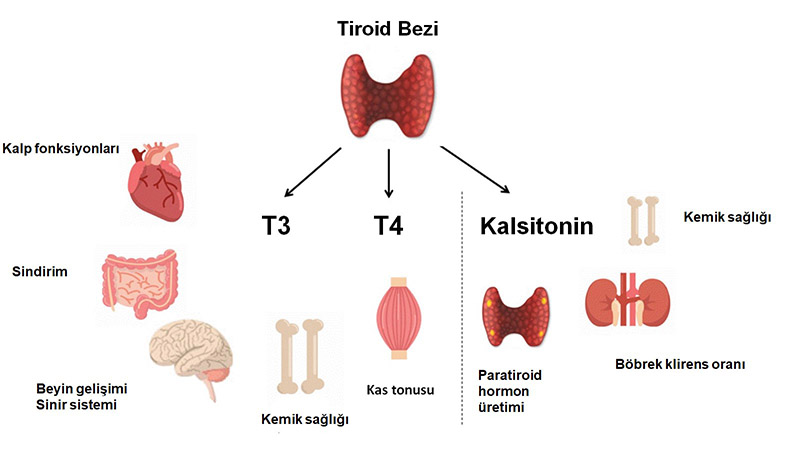 Hipertiroi Belirtileri ve Tedavisi Antalya Muratpaşa