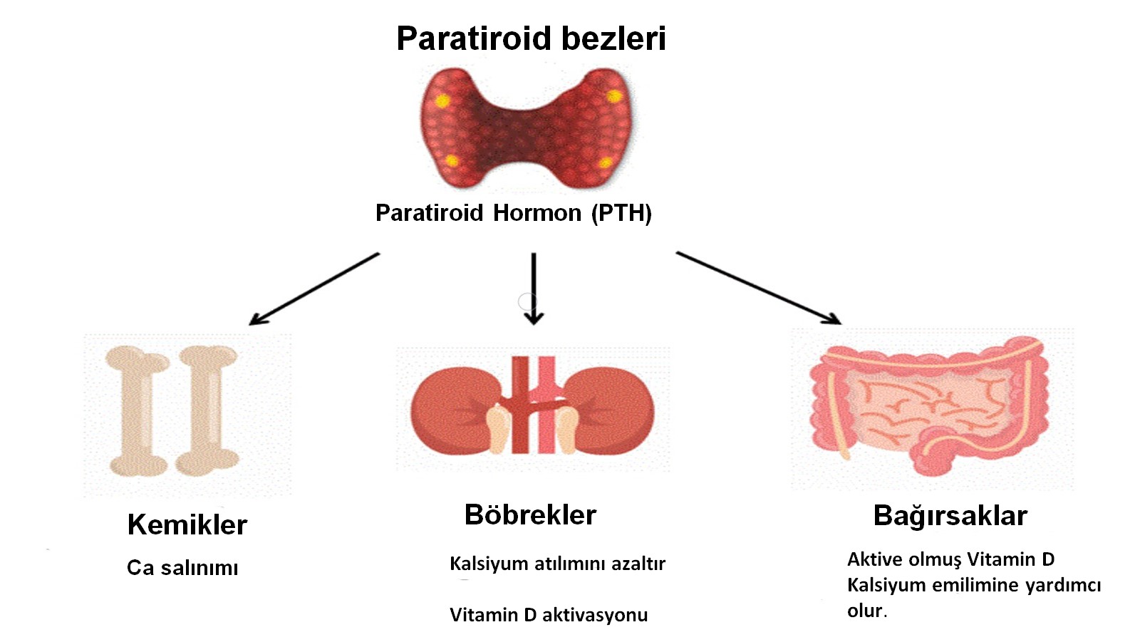 Paratiroid bezi ne işe yarar?