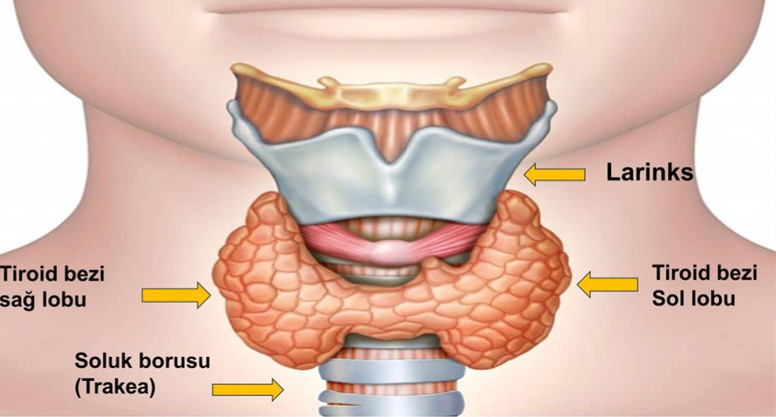 Tiroid Bezi Nedir? Ne İşe Yarar? Tiroid Bezi Hastalıkları Antalya Muratpaşa